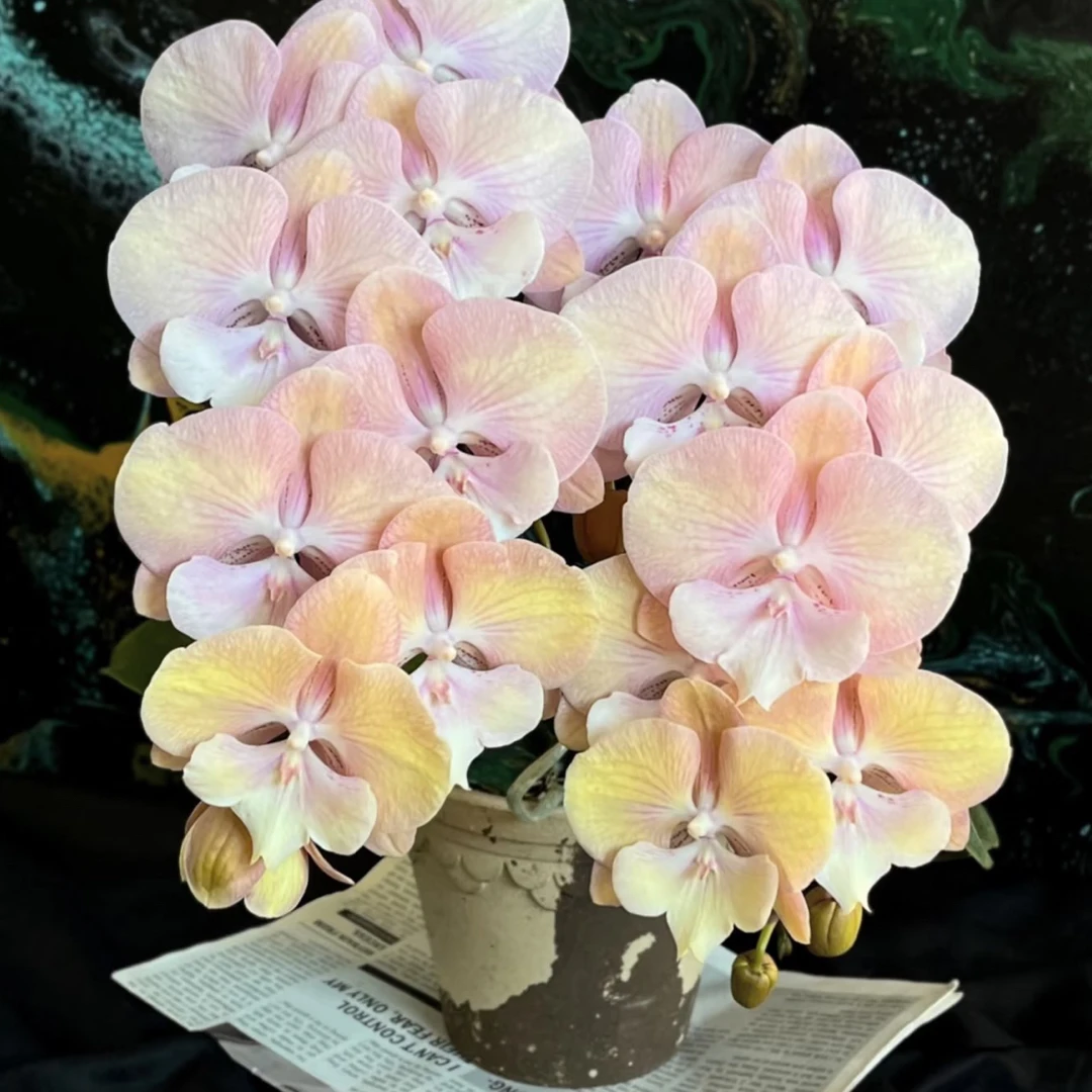 彩虹独角兽蝴蝶兰3.5成熟苗不带花带花剑叶片瑕疵