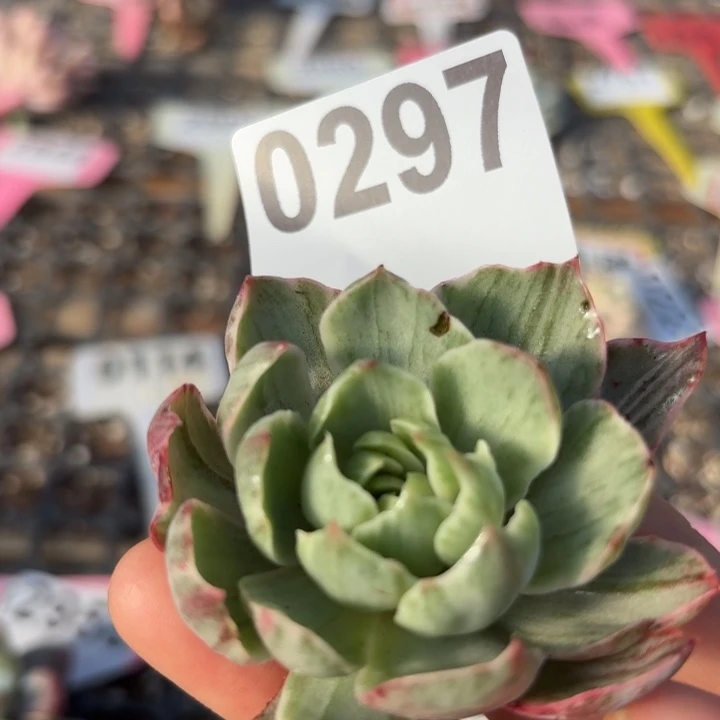 头盖锦满18包邮当场凑单