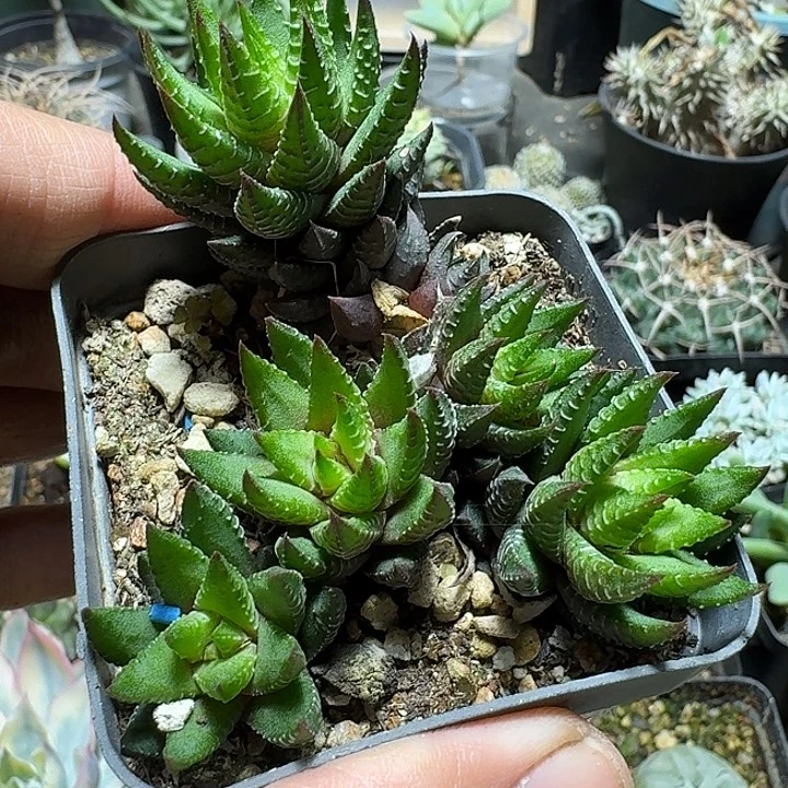 433硬叶十二卷脱土发货