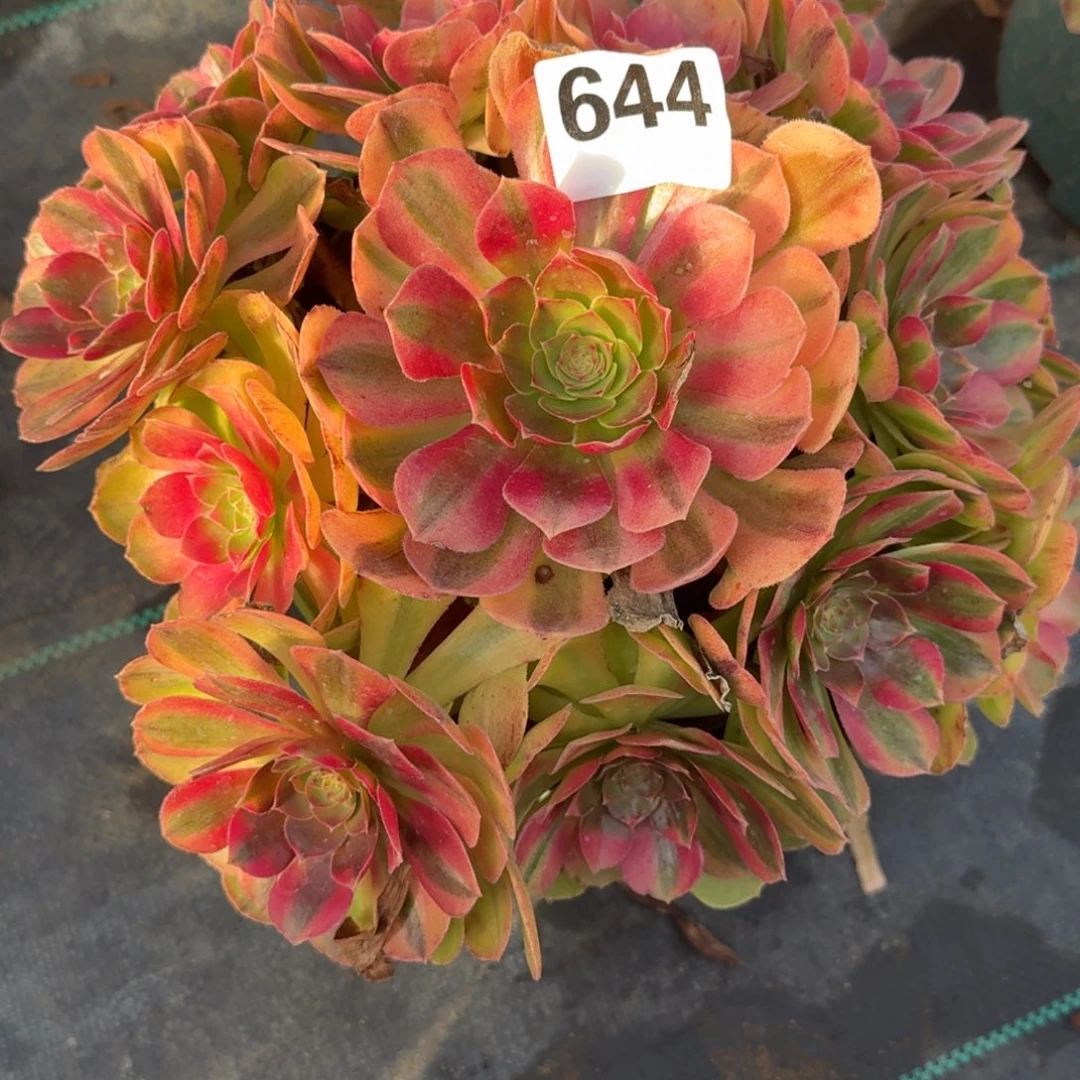 雨河多肉植物老庄644