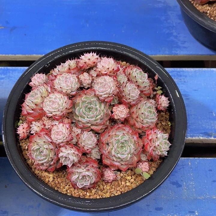 格*莎罗姬牡丹，多肉植物