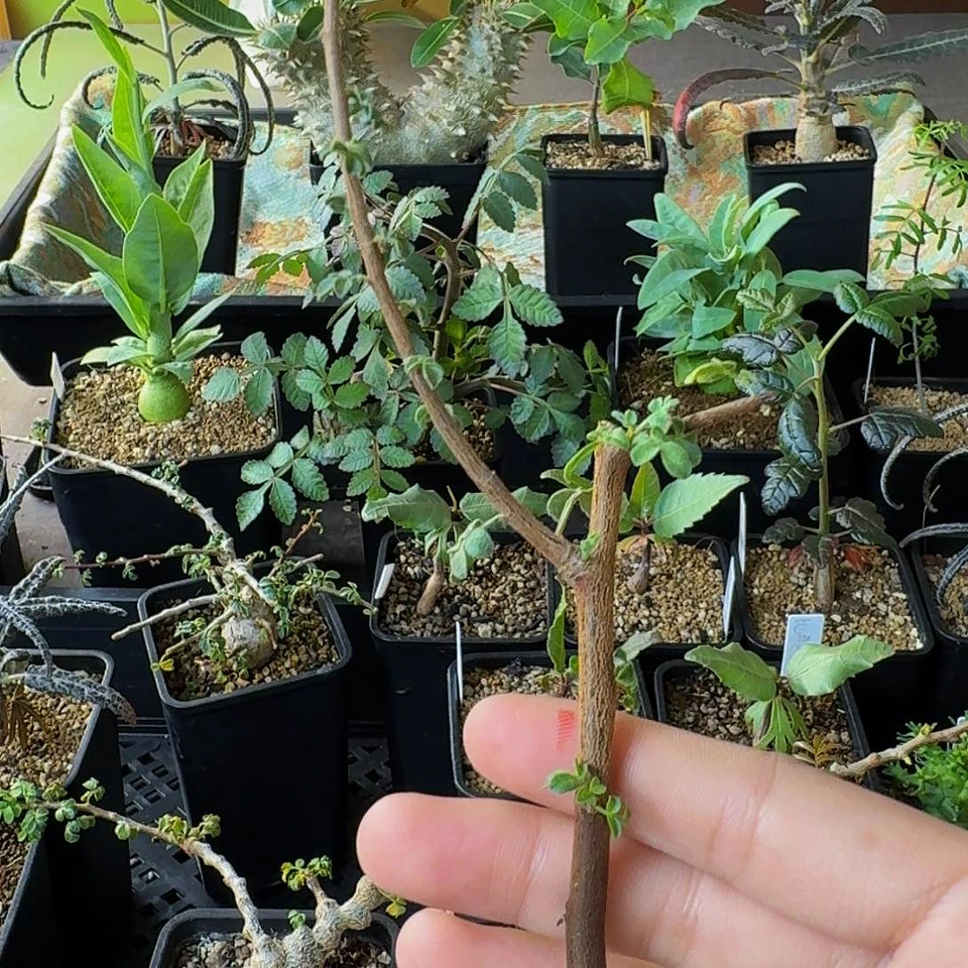 特价 实生平替圣药顺丰空运包邮