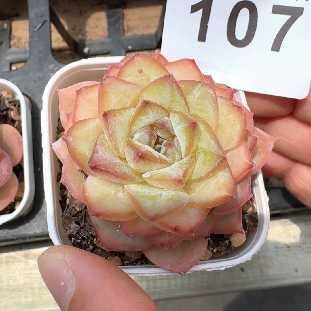 孤品         上新多肉植物