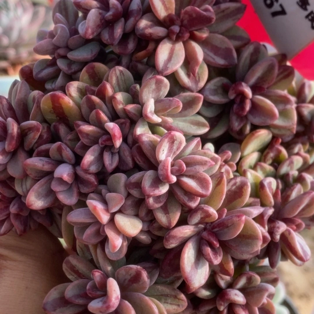 267紫薰锦锦锦锦锦