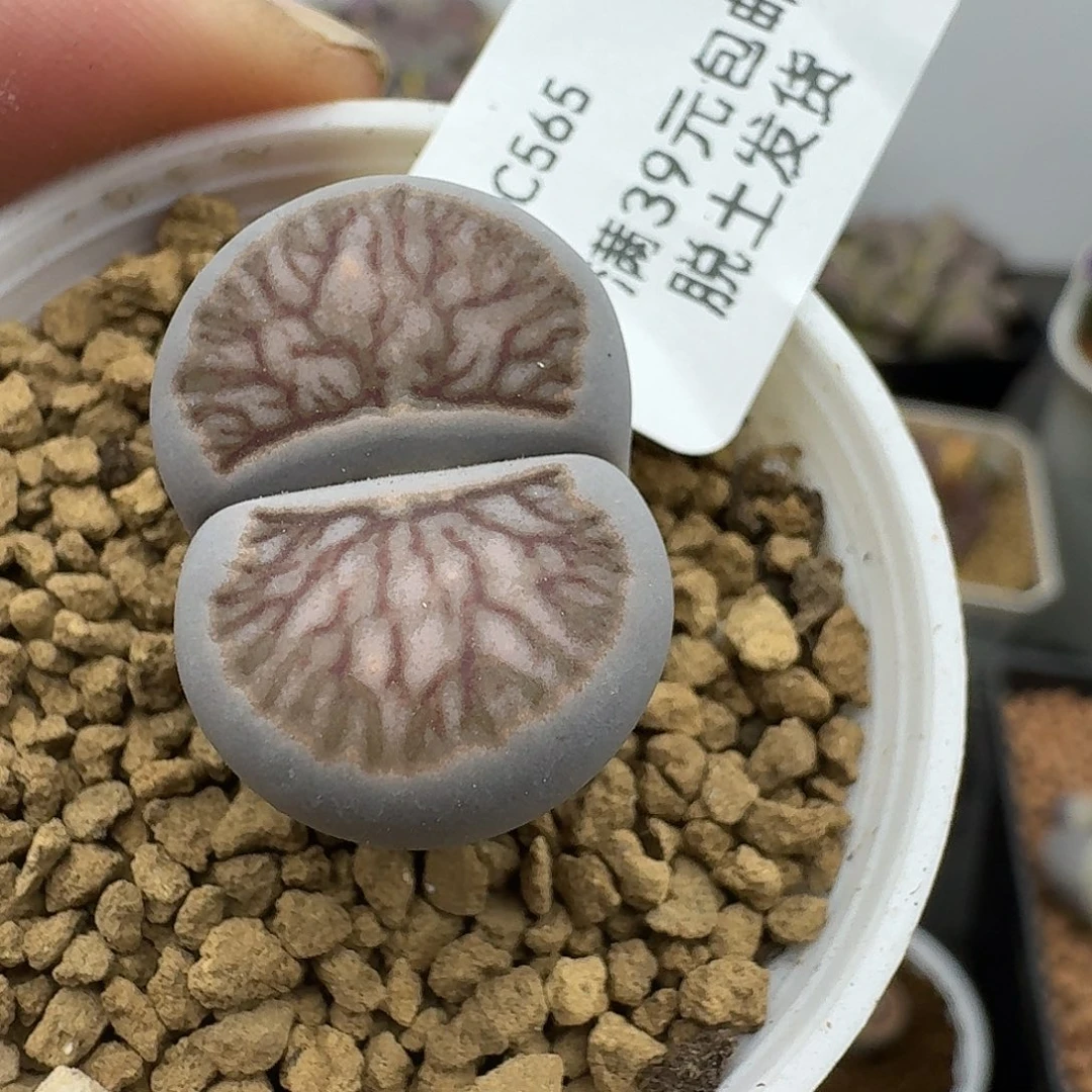 565多肉哈哈哈哈好吧