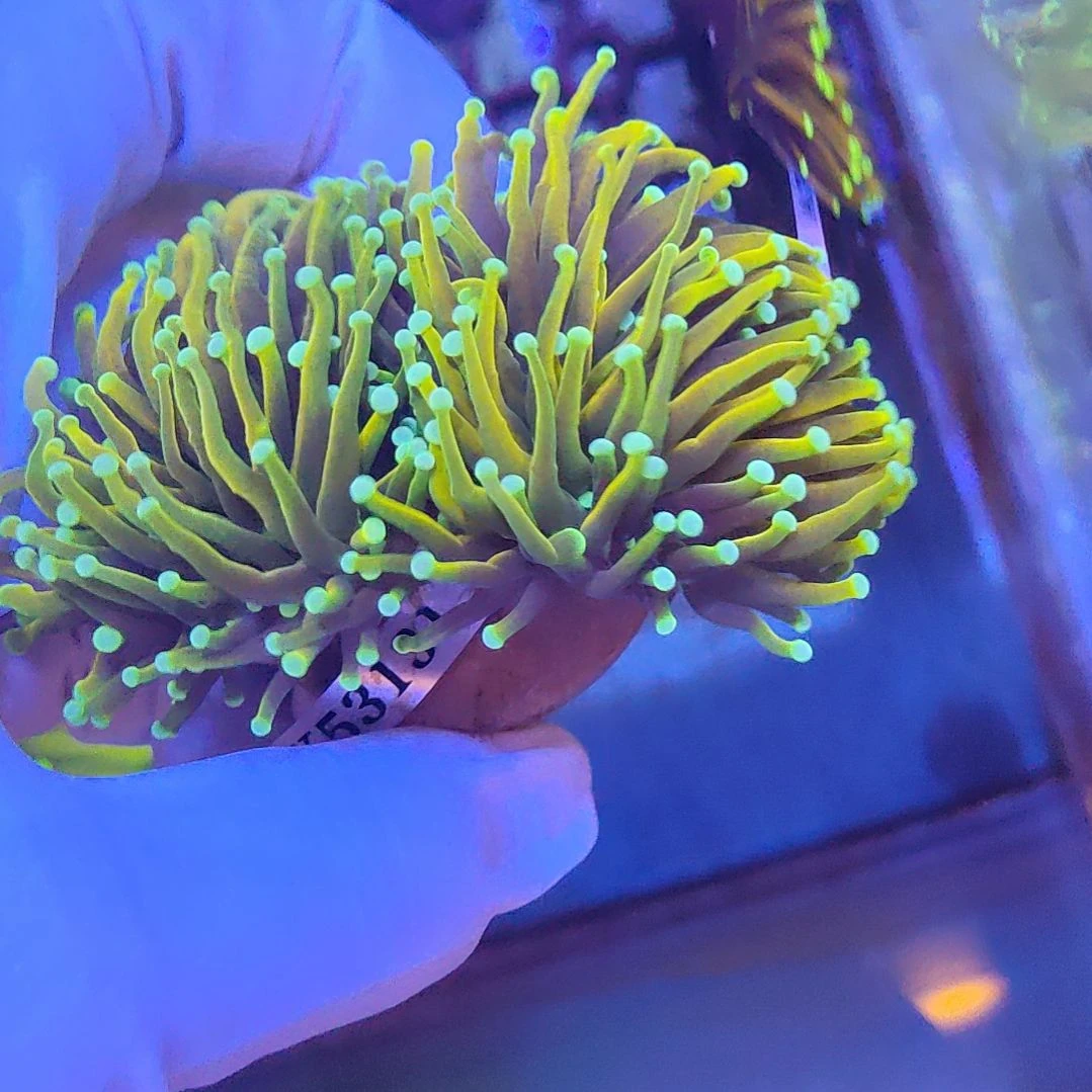 智海海洋珊瑚 不支持退货不包邮