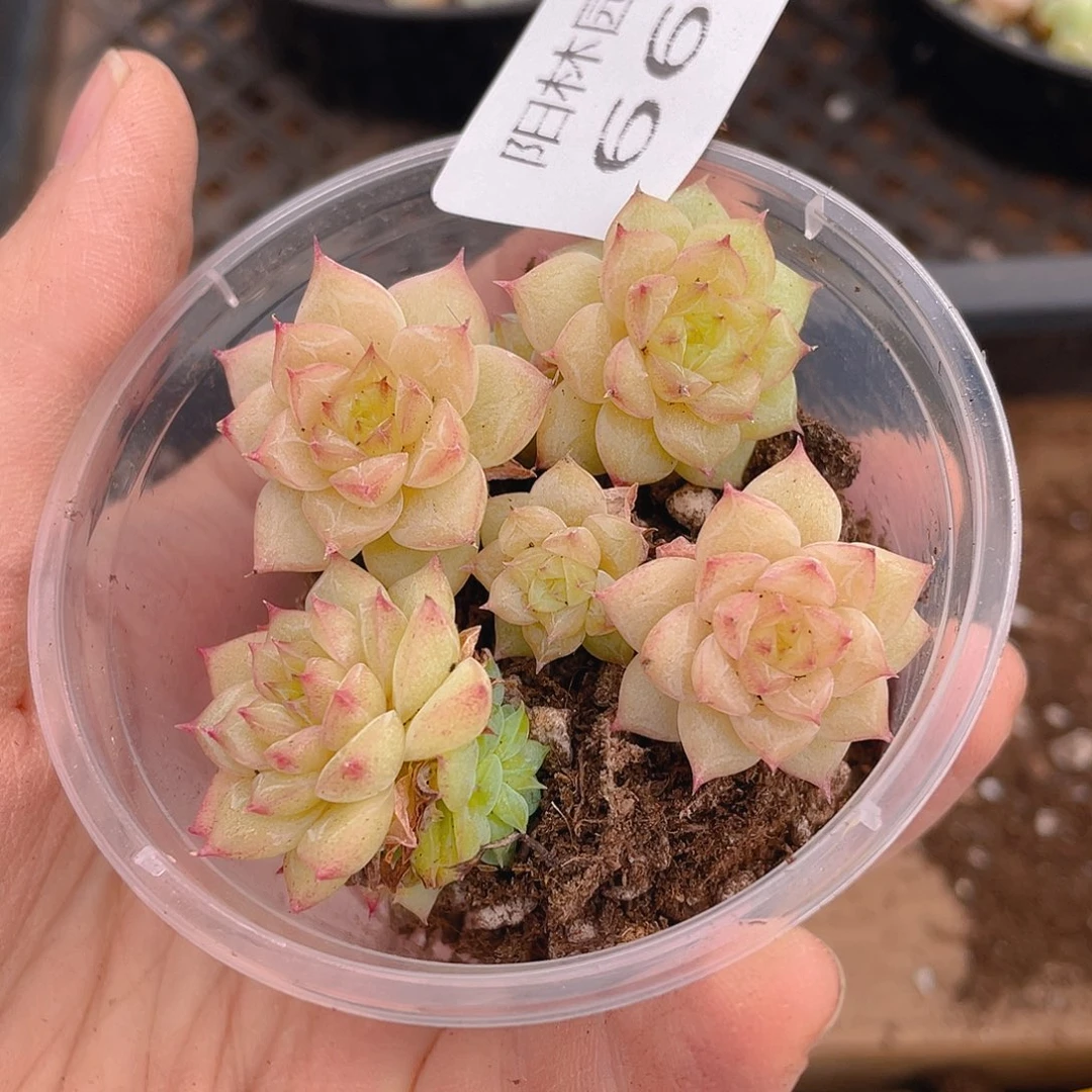 多肉植物多肉植物662