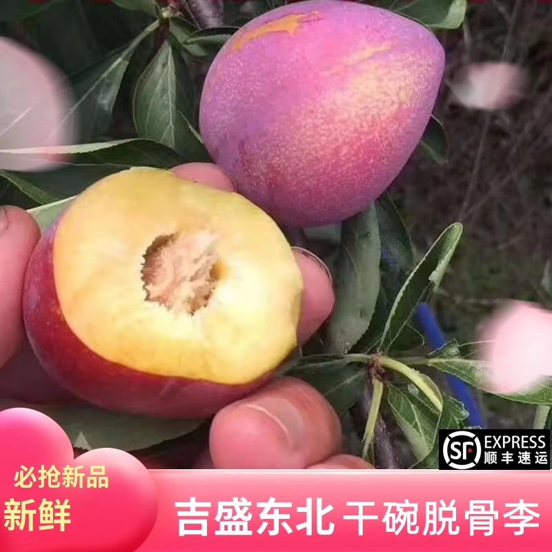 【不甜包退】新鲜吉盛干核牛心李子吉林干碗桃李子东北特产水果包邮