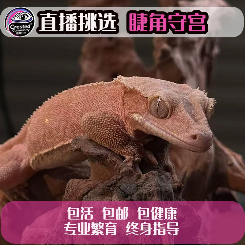 【睫角公社】宠物蜥蜴活体守宫睫角新手入门懒人爬宠萌宠桌宠好养活