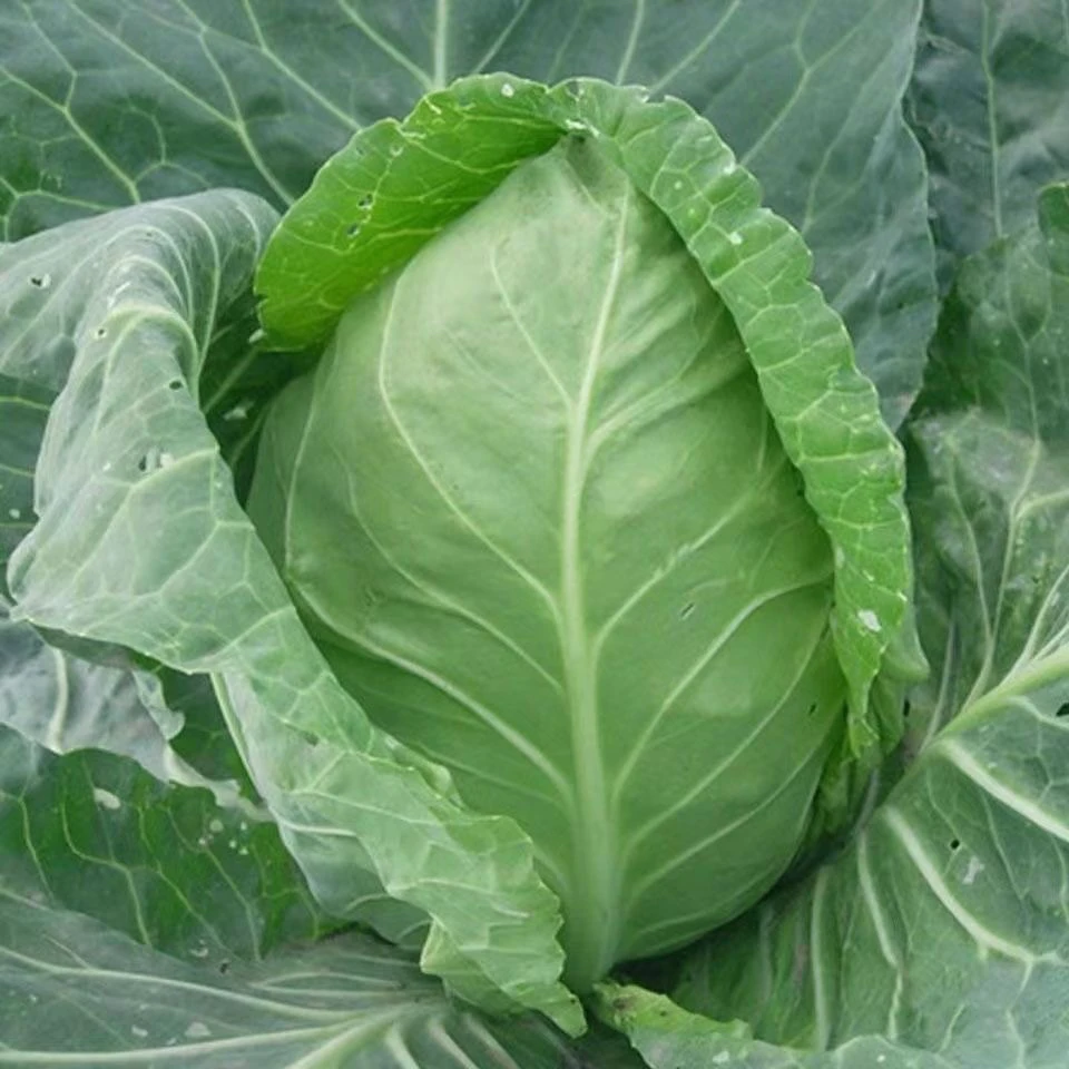 农家自种新鲜牛心菜尖顶牛心菜现砍现发新鲜蔬菜尖头手撕包菜当季