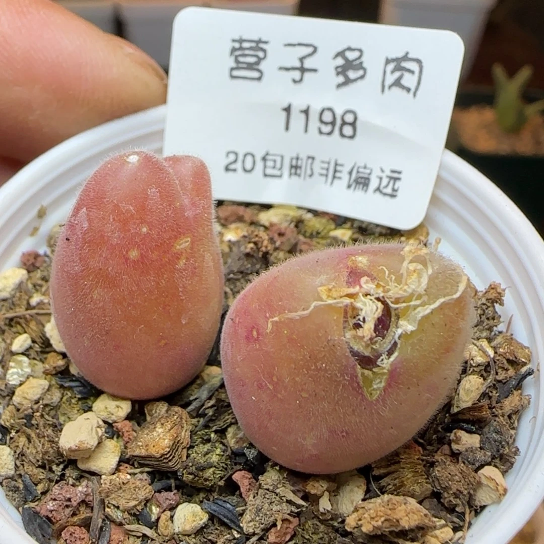 长毛翠带盆土发货。