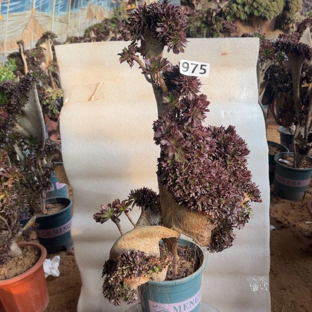 黑发多缀有伤975高度50