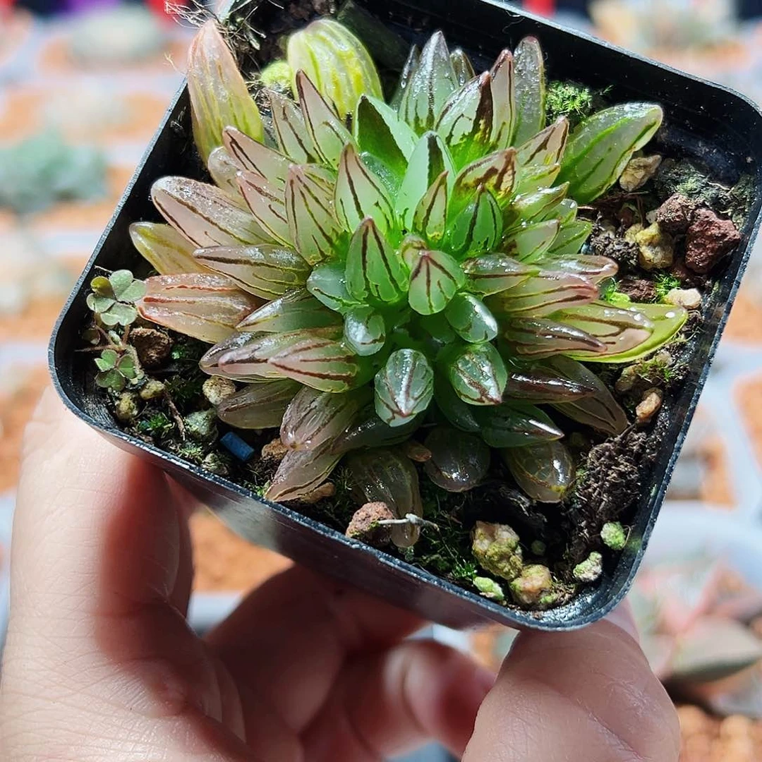 十二卷多肉西瓜变缀化