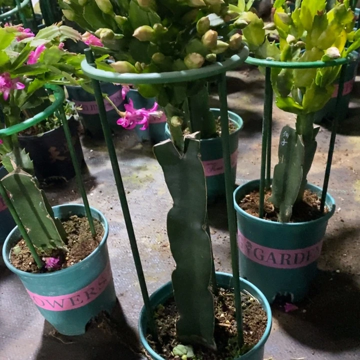 大部分花苞少量开放L***n029嫁接2285