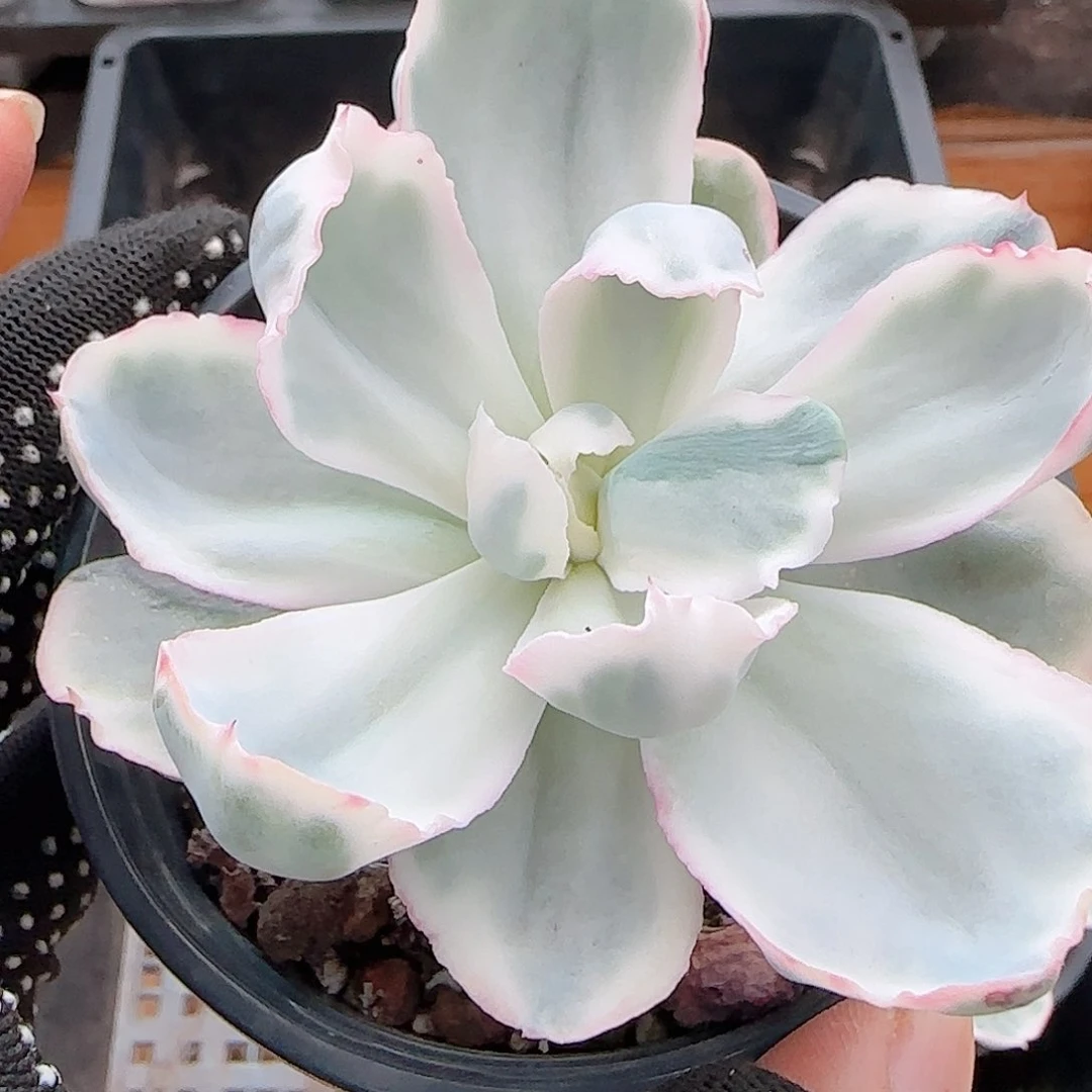 R***l多肉0703-249伯克利锦