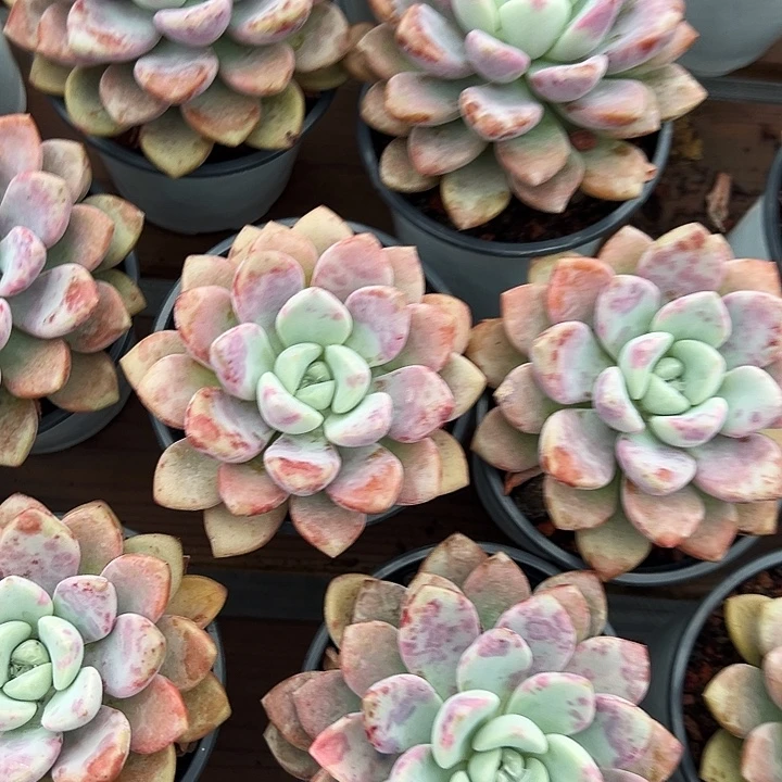 大单头       花斑露