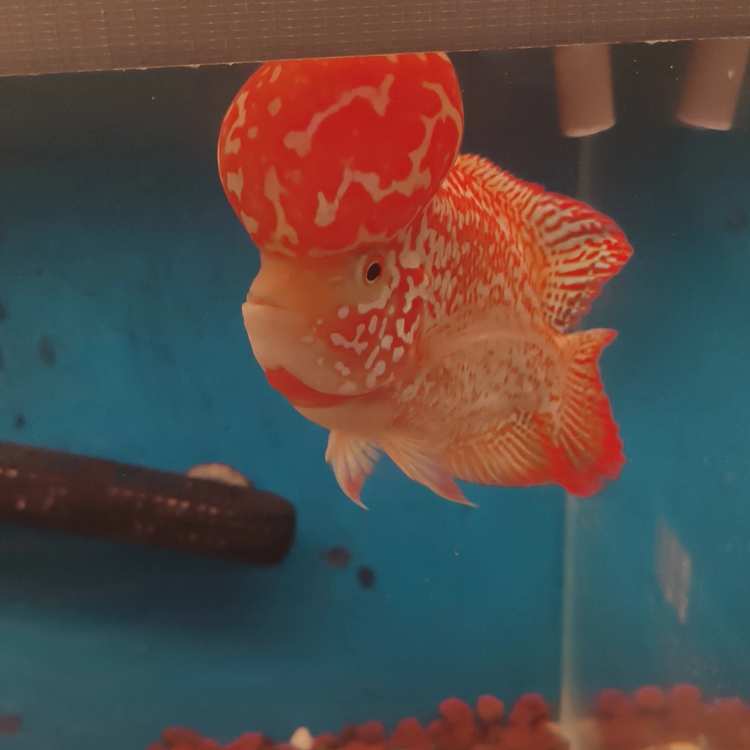 翊禾罗汉鱼拍鱼专用