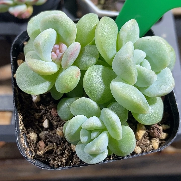 多肉植物冰玉石化3132