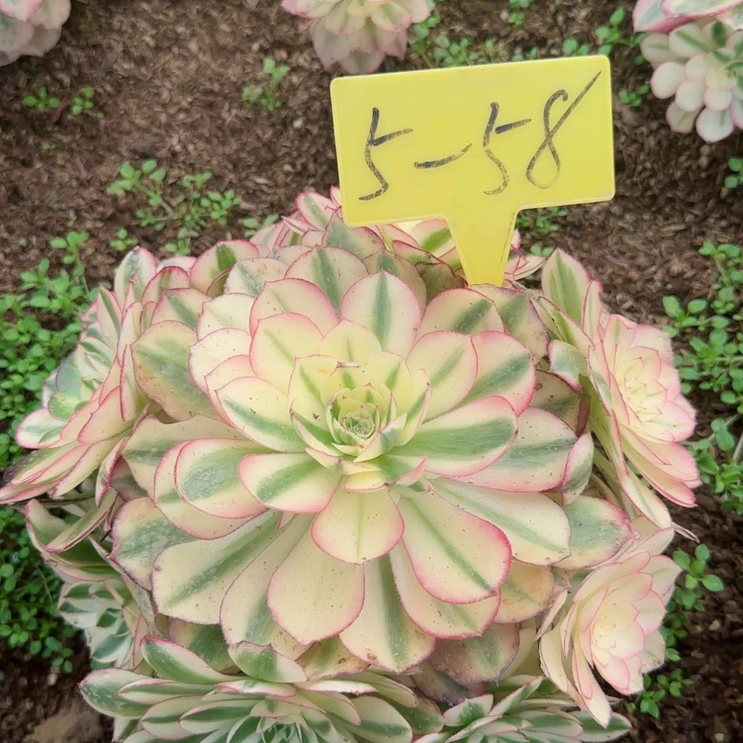 5-58--倾城之恋多头