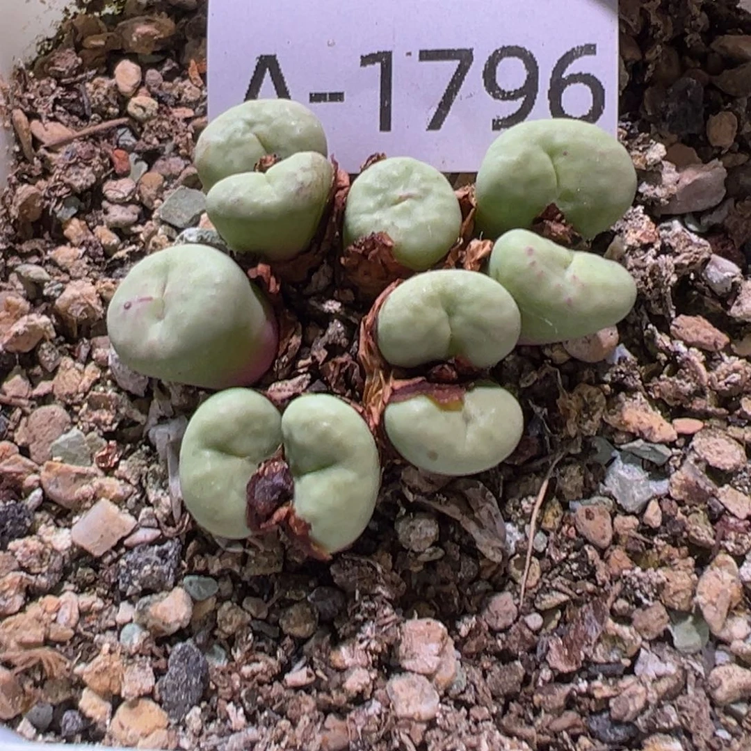 多肉植物11111111111111