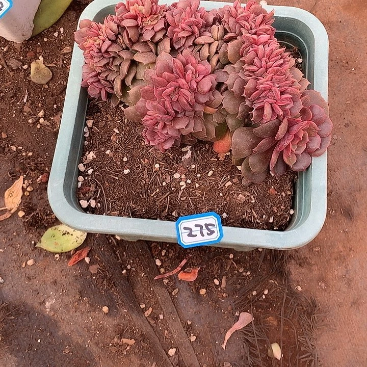 275大红袍 一物一拍多肉
