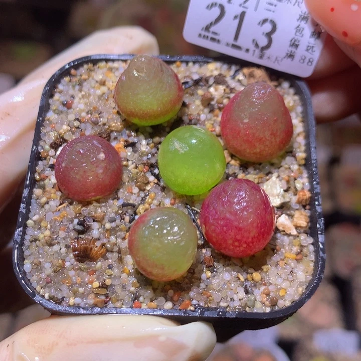 精品生石花221.213