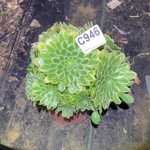 翡翠冰多肉植物法师