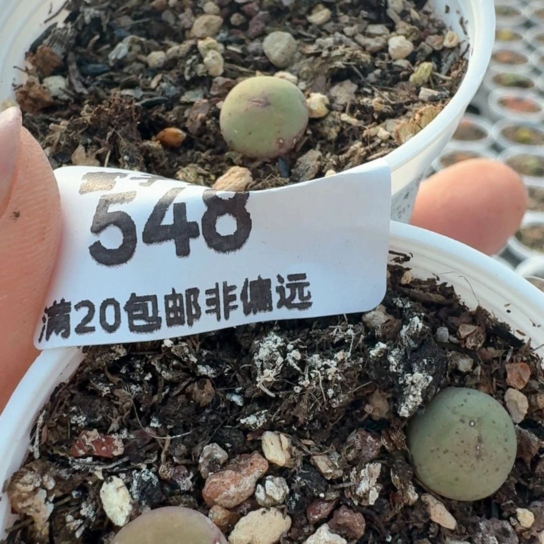 548三颗00000000000000