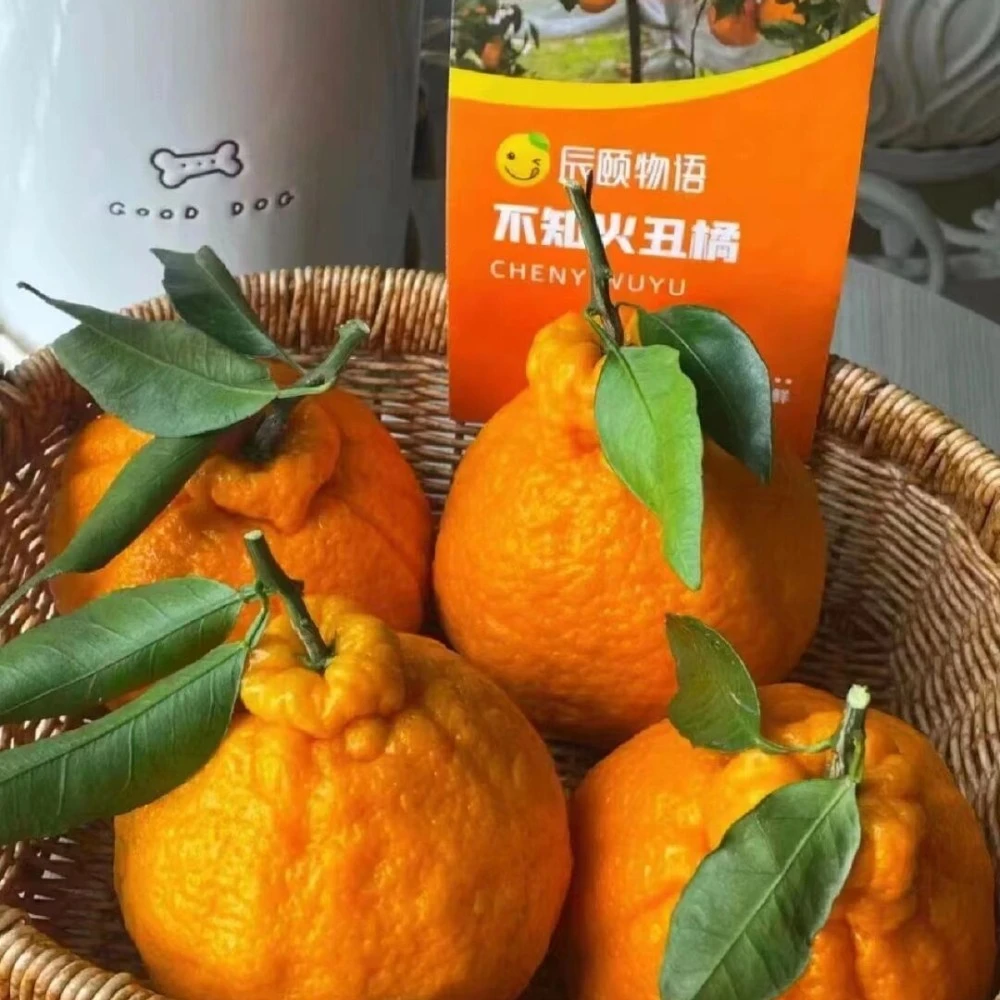 云南丑橘橘子【甜度好、水分足】2斤云南省