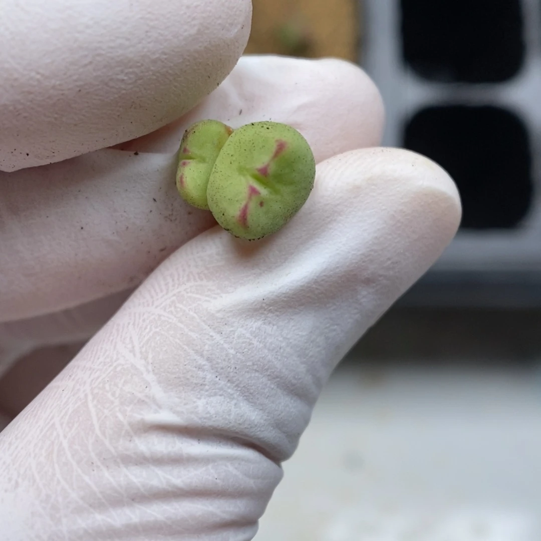 多肉植物肉锥杂交K-026