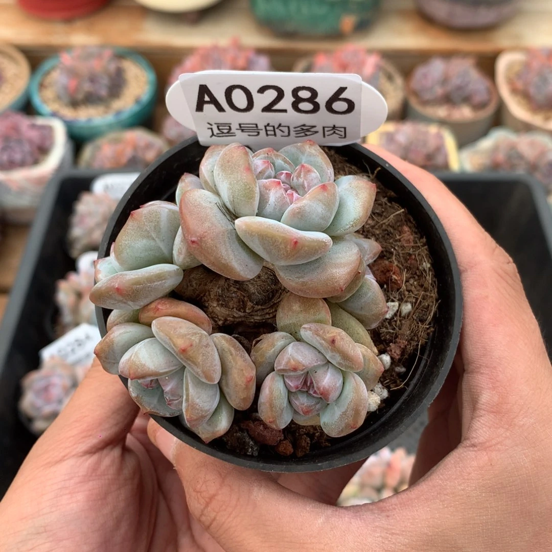 A0286 突尼斯小树 有砍 7cm