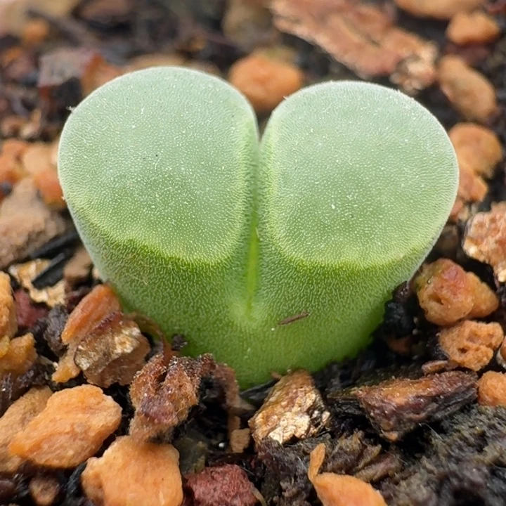 1035带盆发货极窗一颗