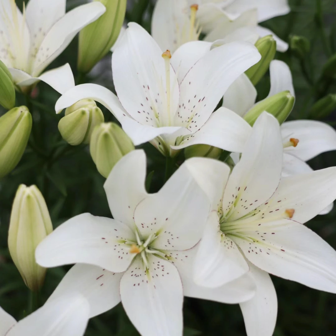 进口百合花种球《眼线（亚百合）周长12/14cm》单瓣无香味多年生