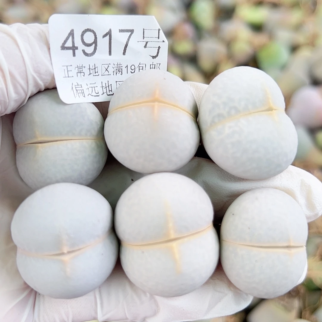 4917四年高尔夫6个2.5cm