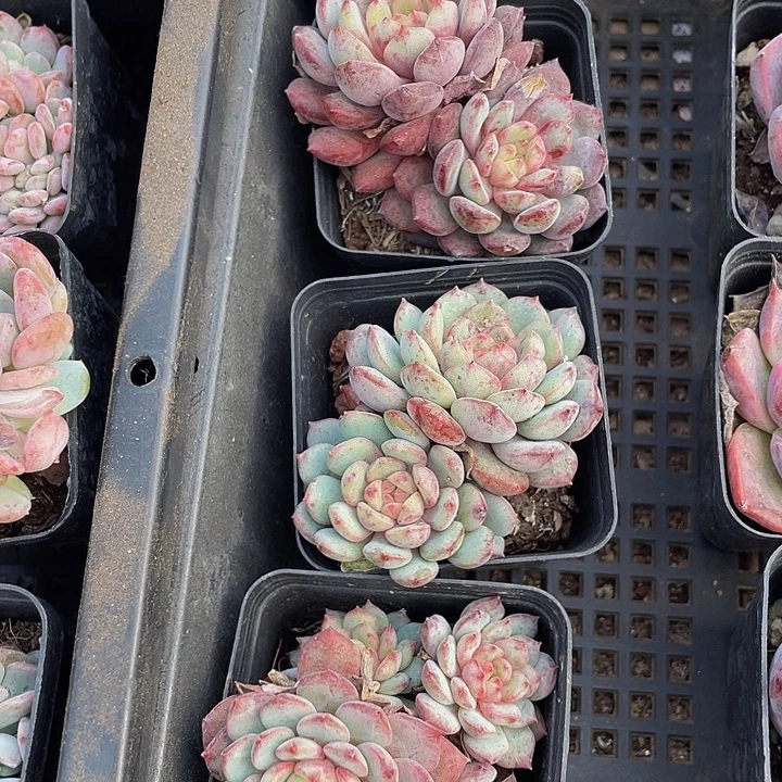 金丝雀带哦土发货