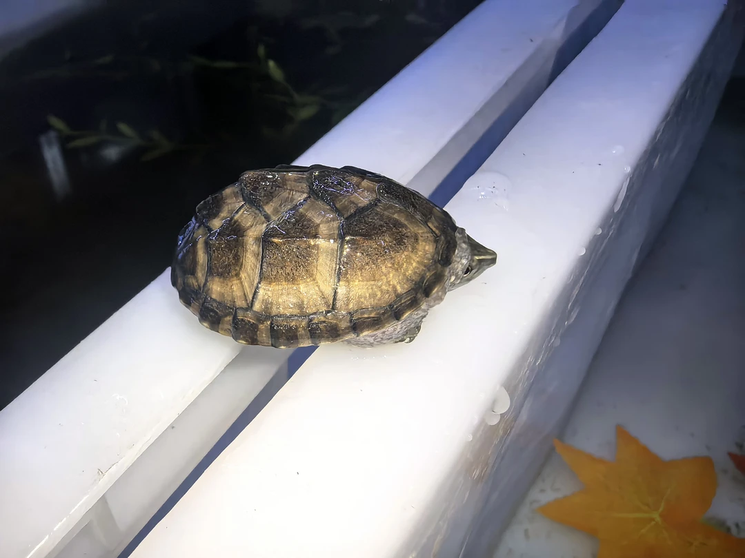 4号麝香龟顺丰补拍链接（不拍商品不要购买）麝香龟苗