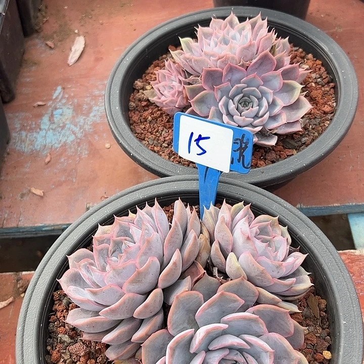 15菲欧娜一个脱土