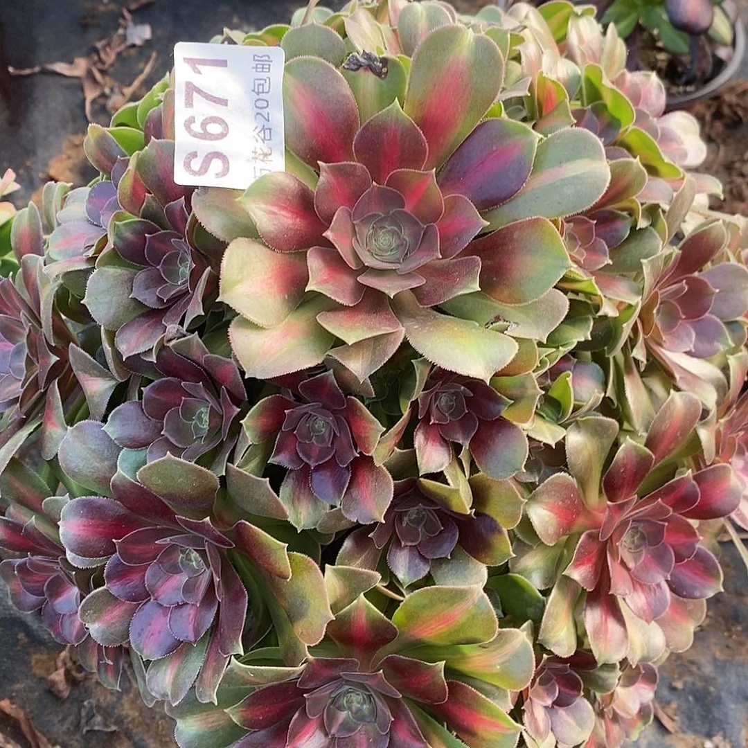 671拿铁多肉植物