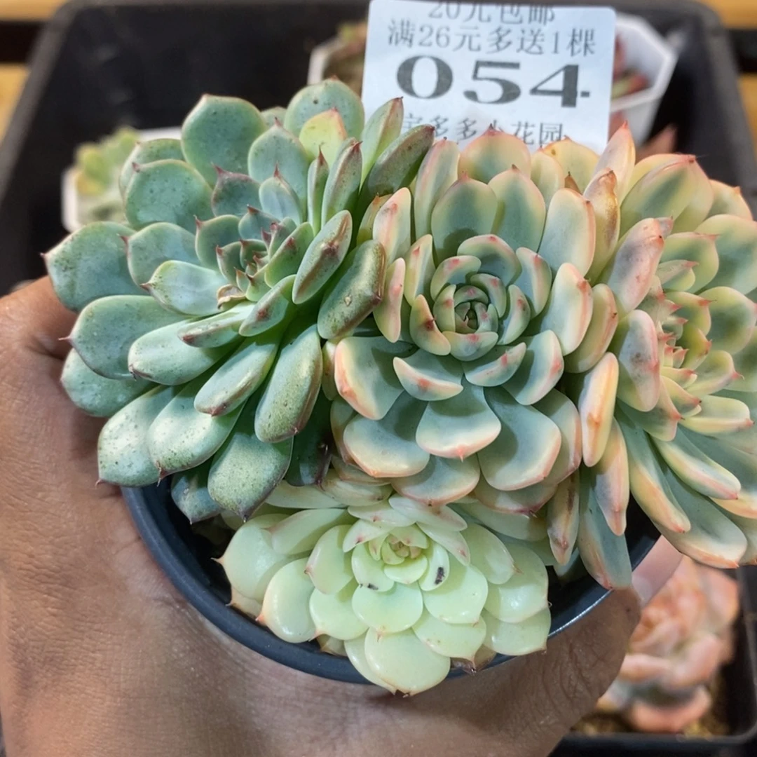 四头老桩姬莲锦（叶片微瑕）一物一拍满20包邮满26送一颗多肉