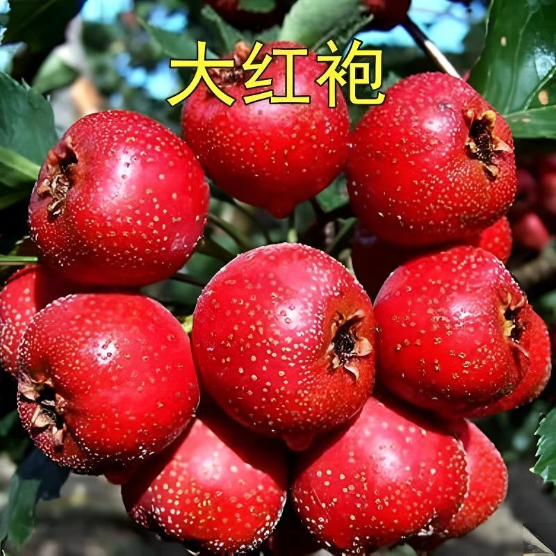 山楂树苗嫁接美国巨型无核山楂苗晚熟无核特大黄山楂树当年结果苗
