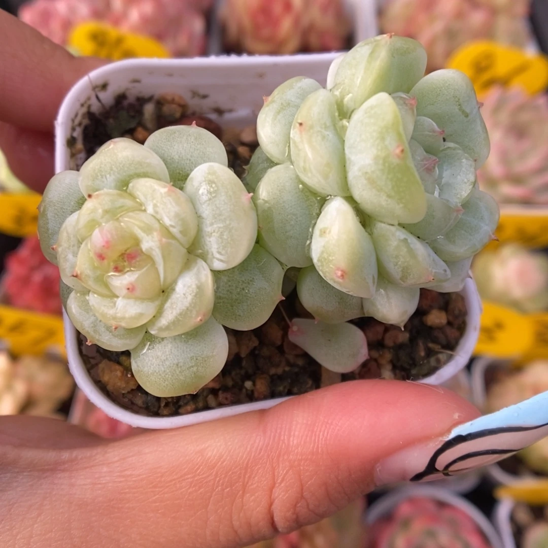 白晶体珍妮双头363号