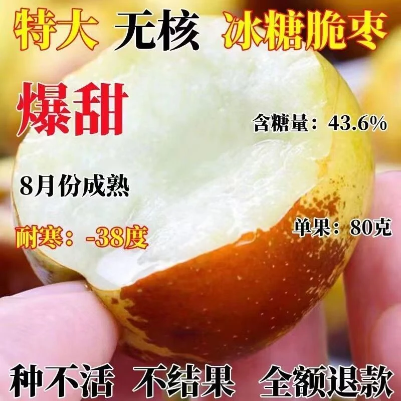 嫁接冰糖冬枣树苗南北方庭院盆栽地栽当年结果脆甜种