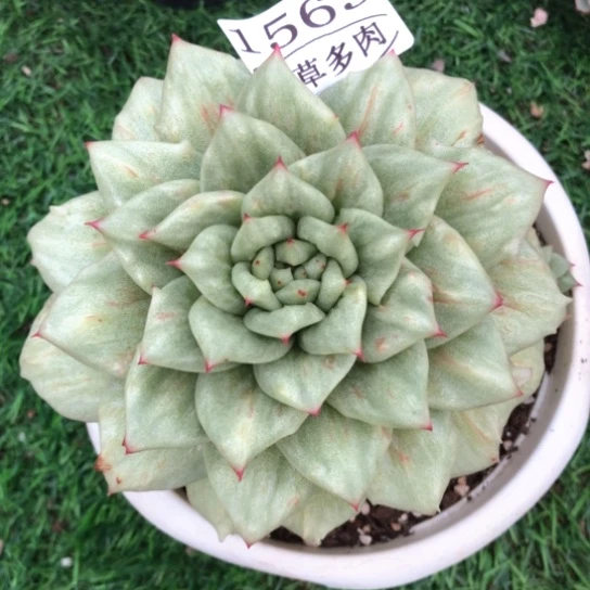 蔷薇突起，1563，一物一拍