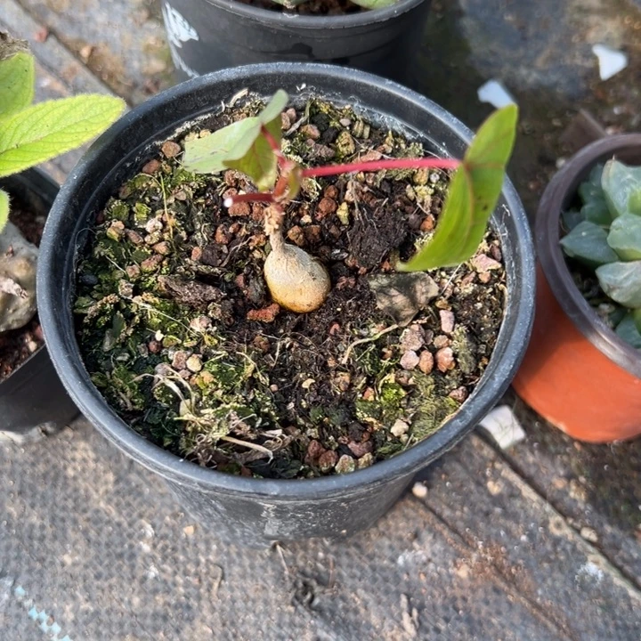 红脉榕，一物一拍，