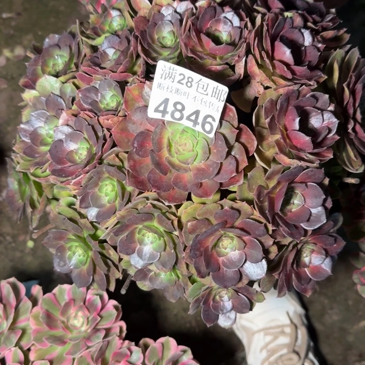 4846抹茶多肉植物