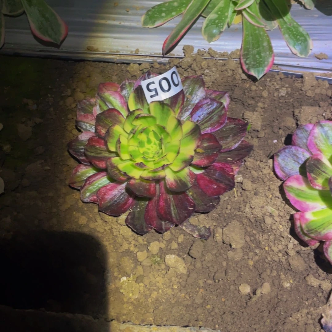伯爵天骄多肉多肉植物005