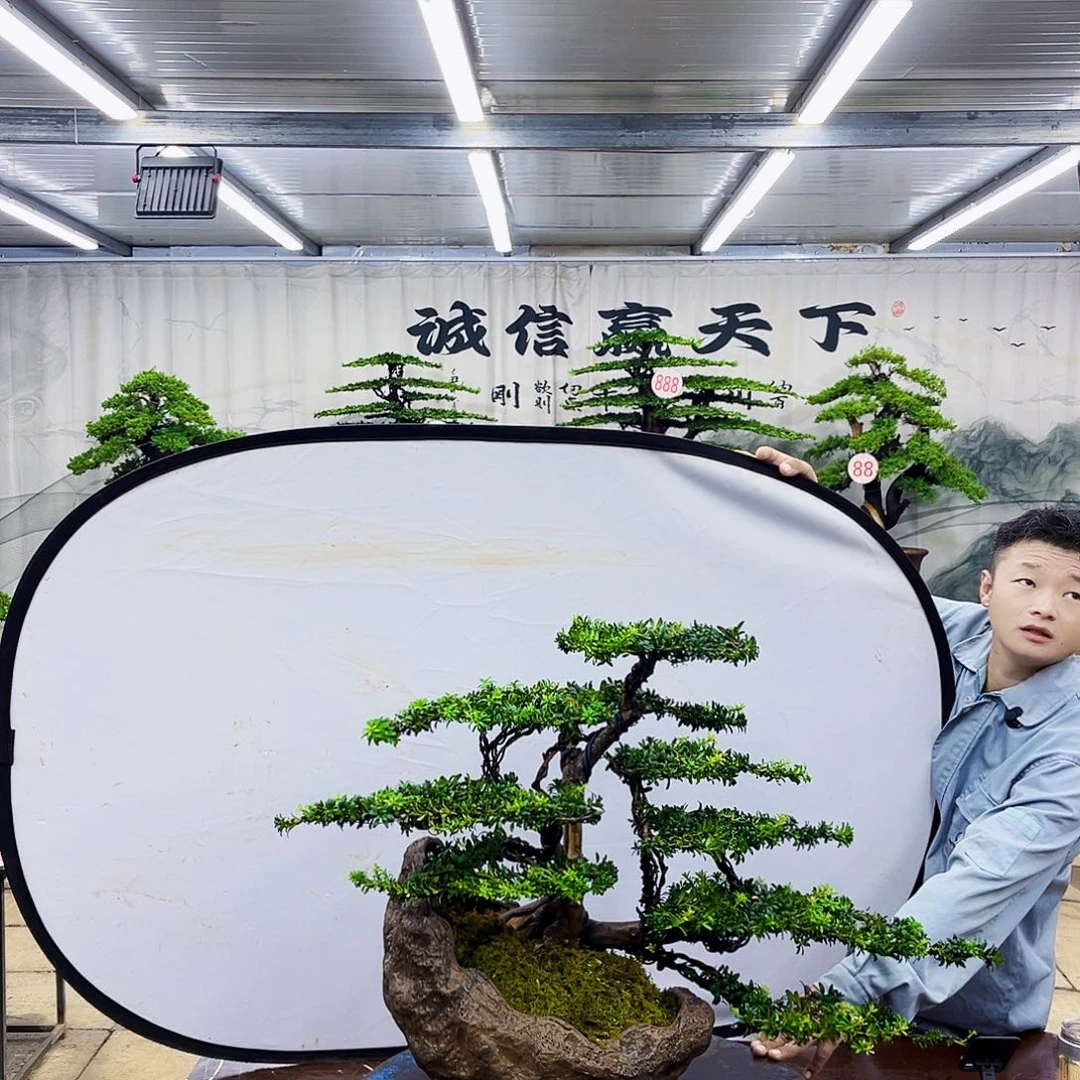 无花朵罗汉松盆景专场直播