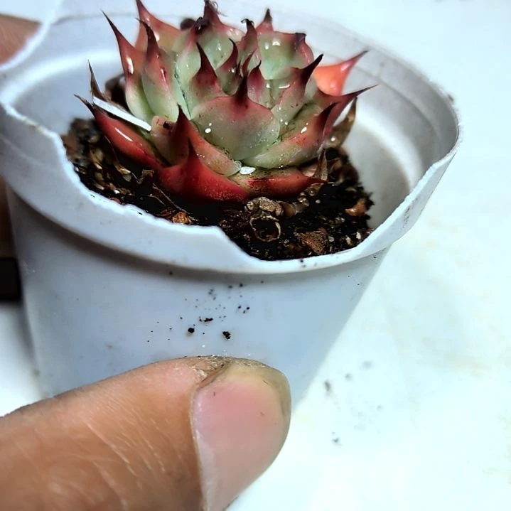 不****魚满6元包邮，睫毛，老苗小小小