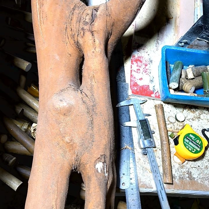 中**起实心财主玉竹苑茶树