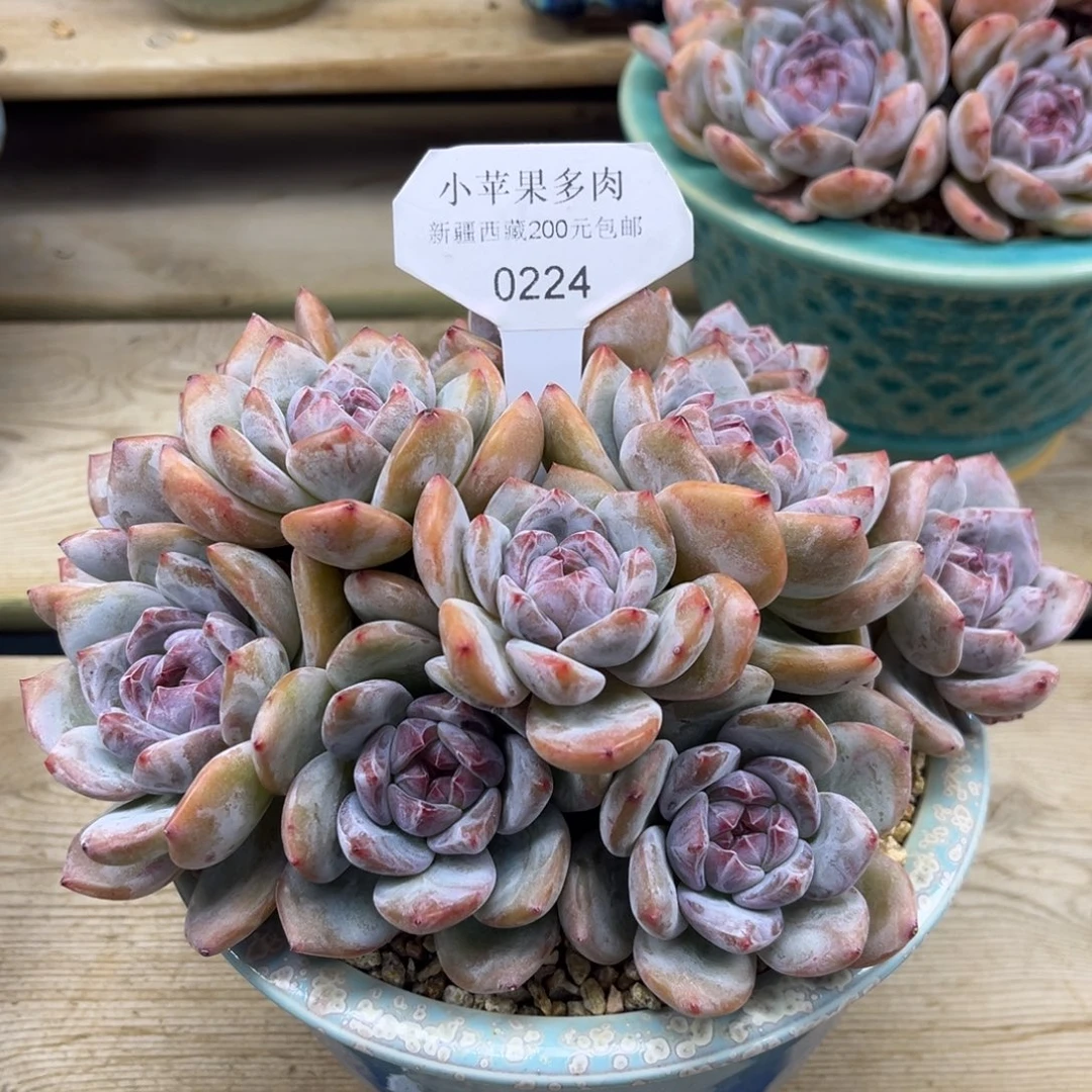 绿底紫心224/2cm11cm